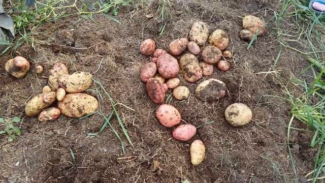 Уникальный способ посадки картошки. смотреть онлайн