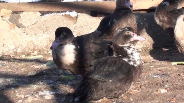 Индоутка. Сезонная прибыль от трех индоуток. Индоутка выращивание в домашних условиях