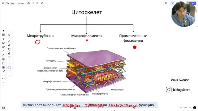 Строение клетки | Занятие 1 | Курс клетка ЕГЭ биология смотреть онлайн