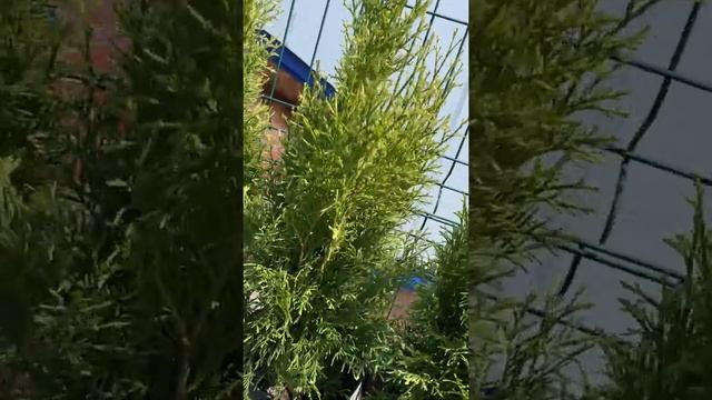 Туя западная Смарагд Голд Страйк (весна 2020) смотреть онлайн