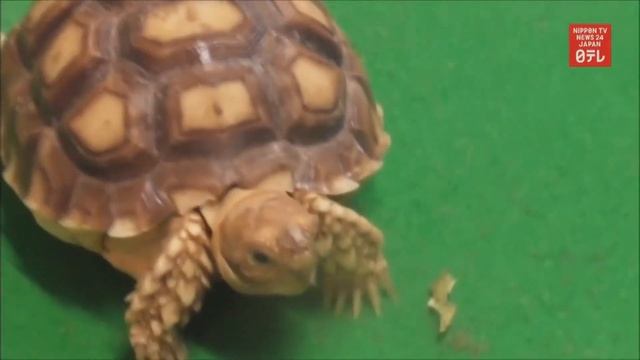 UN ANIMAL ADENTRO DE UNA MALETA - 21 CASOS DE CONTRABANDO ANIMAL PUSIERON EL Aeropuerto en Alerta смотреть онлайн