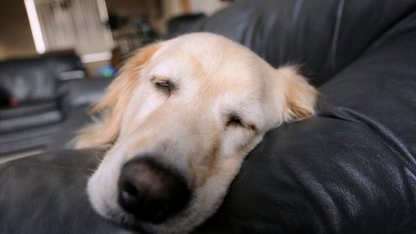 Nikon D300S Body_ Nikon D300S