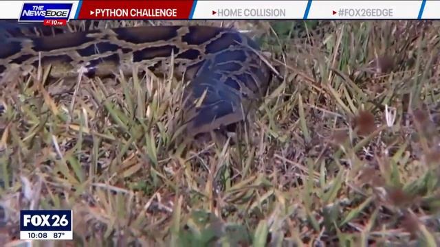 Florida hosting 'Python Challenge' to remove Burmese pythons смотреть онлайн