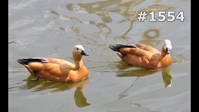 #1554. Утки (В мире животных) смотреть онлайн