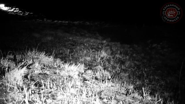 Барсук | Ночная жизнь | Весна | Часть #1 смотреть онлайн