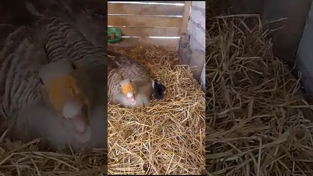 наша гусыня Василиса вывела двух цыплят😁