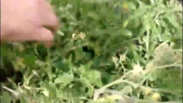 Томаты на улице. Сентябрь. Марценюк Надежда смотреть онлайн