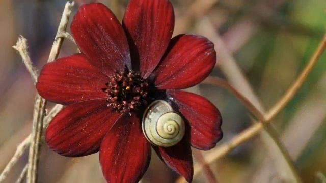 «Шоколадный космос» РЕЛАКС АРТ-ТЕРАПИЯ improvisation el.piano Victor Mikhailovich Anokhin смотреть онлайн