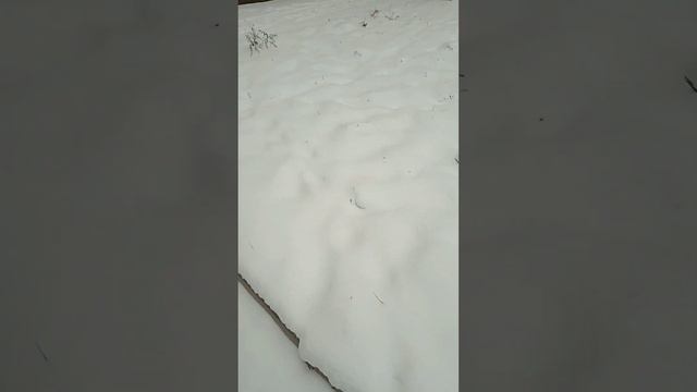 Малгобек,городе 30лет как зимой не чистят дороги и тротуары смотреть онлайн