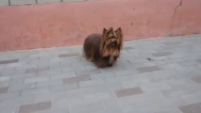 Тигр голдаст и Энзо шоколадный йорк 2 смотреть онлайн