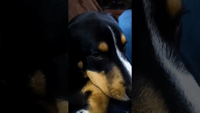 Энтлебухер засыпает под колыбельную смотреть онлайн