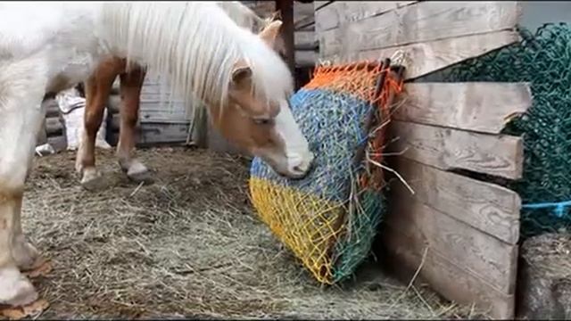 Медленная кормушка для лошадей смотреть онлайн