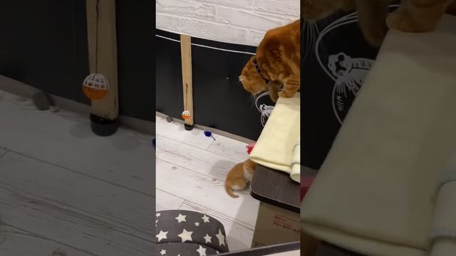 Первый прикорм котят, когда в зоомагазинах не густо? смотреть онлайн