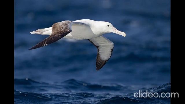 Шарль Бодлер - Альбатрос (перевод: Пётр Якубович) смотреть онлайн