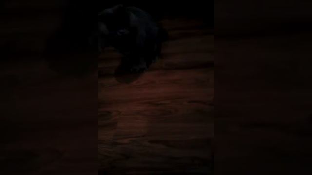 Злой кот играю с котом в. Хоккейных перчатках смотреть онлайн
