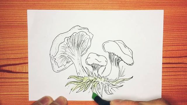 Как нарисовать лисички грибы - How to draw chanterelles mushrooms смотреть онлайн