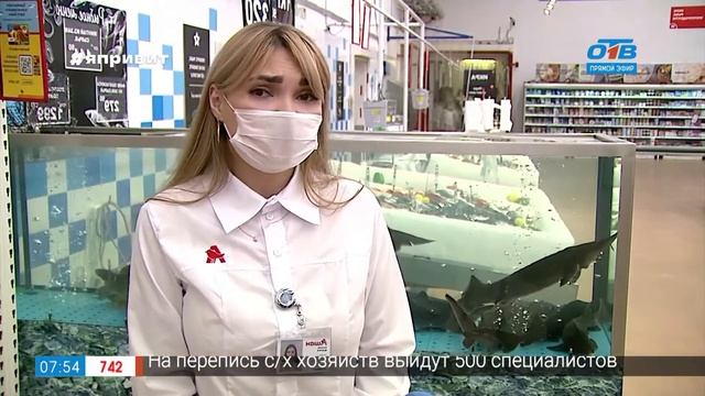 Сюжет «Живая рыба в магазине» смотреть онлайн