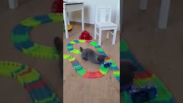 Кукки британский котенок 3 месяца смотреть онлайн