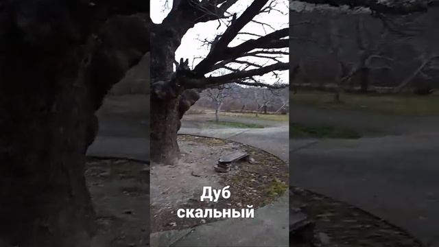 дуб скальный смотреть онлайн