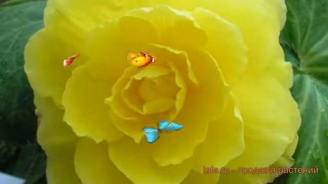 Бегония махровая Йеллоу (begoniya-makhrovaya-yellou) ? обзор: как сажать, саженцы бегонии Йеллоу смотреть онлайн
