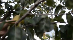 Сорт груши Брянская красавица. Рассказывает Васильев Сергей.