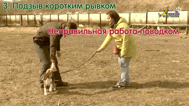 Команда ко мне, 5 упражнений для подзыва, бигль и выжла, ОКД смотреть онлайн