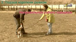 Команда ко мне, 5 упражнений для подзыва, бигль и выжла, ОКД