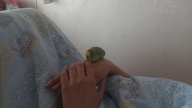 Кеша не может спокойно себя чувствовать когда кто то спит и от этого начинает кусаться. смотреть онлайн