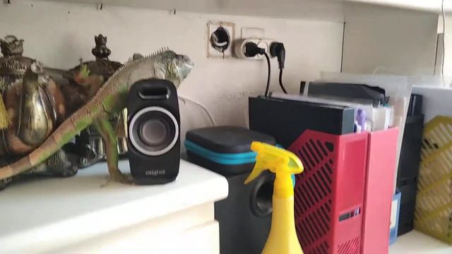 Игуана гуляет по квартире. 1-ая часть смотреть онлайн