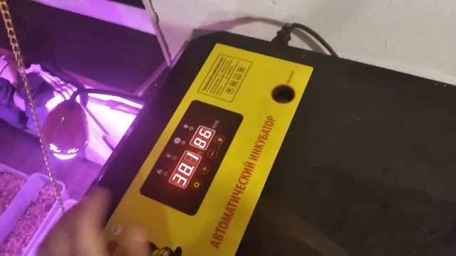 Обзор инкубатора Sititek (Сититек)