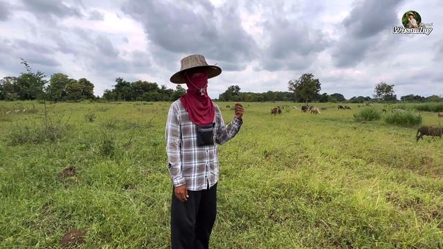 3 เดือน คืนทุน โอกาสของคนเลี้ยงแกะมาถึงแล้ว‼️ [ENG SUB] смотреть онлайн