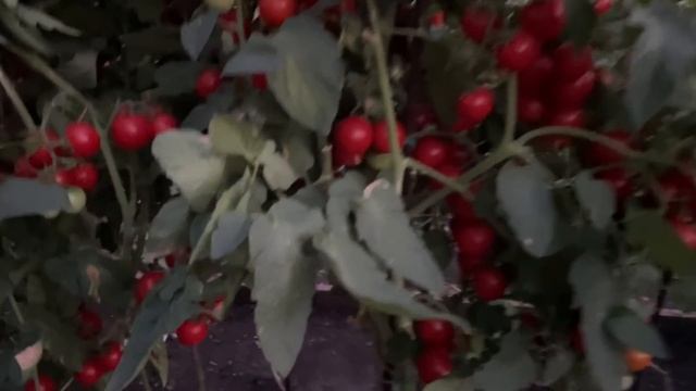 ПОЛНОЕ РАЗОЧАРОВАНИЕ! ТАКИЕ ТОМАТЫ САЖАТЬ БОЛЬШЕ НЕ БУДУ НИКОГДА! смотреть онлайн