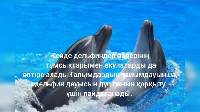 ДЕЛЬФИН.Дельфиндер жайлы қызықты деректер🫧🐳🐋🐬 смотреть онлайн