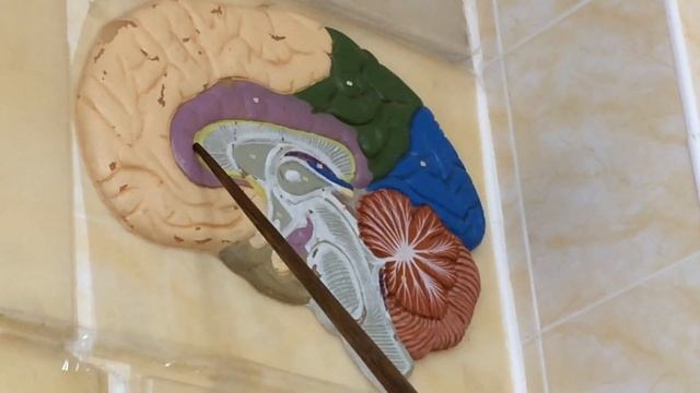 КОНЕЧНЫЙ МОЗГ. ЛОКАЛИЗАЦИЯ ФУНКЦИЙ В КОРЕ. ВЫХОД чмн НА ОСНОВАНИЕ ГОЛОВНОГО МОЗГА смотреть онлайн