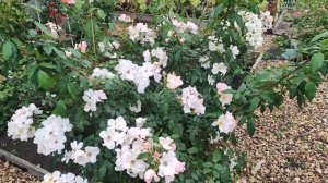 Роза Салли Холмс.(Sally Holmes).мускусный гибрид.Holmes.Великобритания 1982г.