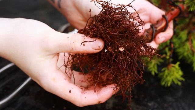 Repotting a Chinese Juniper Bonsai Tree - Itoigawa смотреть онлайн