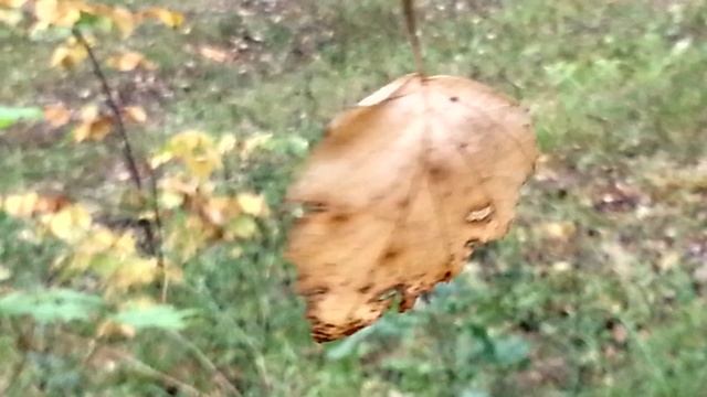 Кружится листок смотреть онлайн