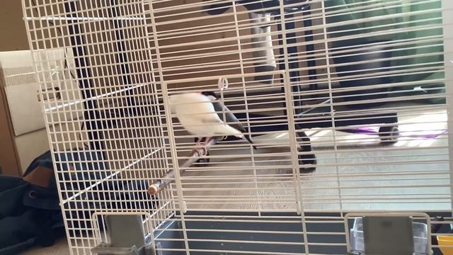 Рисовые амадины, ухаживание самца за самкой смотреть онлайн