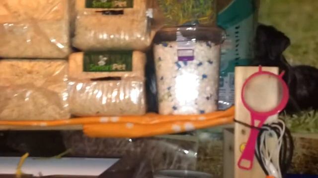 updated hamster room tour смотреть онлайн