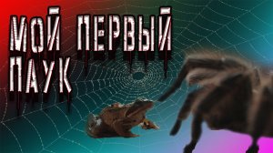 Это самый милый паук