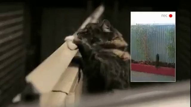 Устройство от кошек соседских на забор Device from cats neighbor to the fence смотреть онлайн