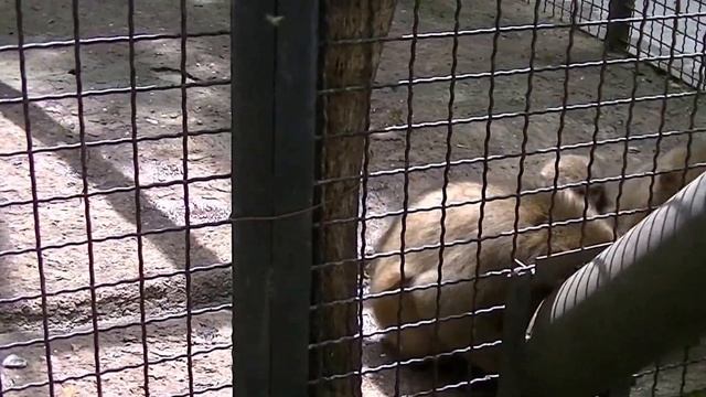 Крым. Ялта. Май 2о16. Зоопарк Сказка. Японские макаки. смотреть онлайн