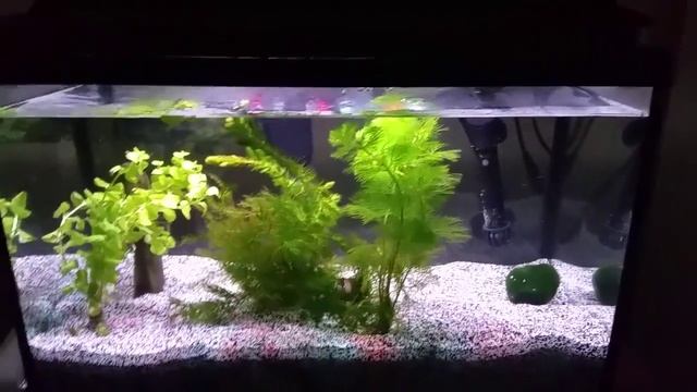 Tetra vs Aqueon vs Fluval vs Marina LED lighting brightness смотреть онлайн