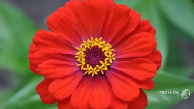 Flower tsiniya - Цветок циния смотреть онлайн