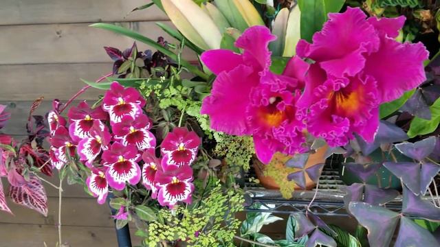 June 4, 2021 Miltonia and Orchids смотреть онлайн