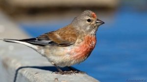 Голоса птиц Как поёт Коноплянка Carduelis cannabina.mp4