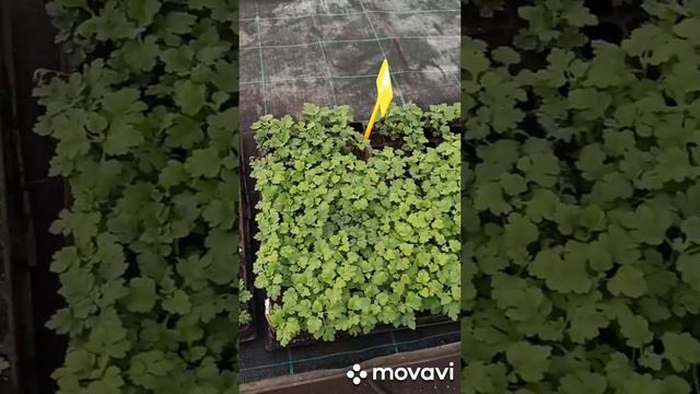 Цветочный дворик, мы открылись! смотреть онлайн