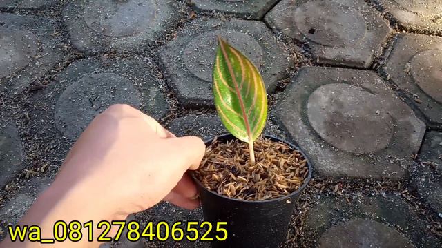 baby aglonema koleksian, jual bonggol aglonema, nancy,huges, Goliath, Esmeralda dll смотреть онлайн