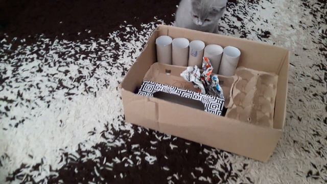 котёнок Мурка играет с самодельной коробкой - Kitten is playing with a homemade box смотреть онлайн