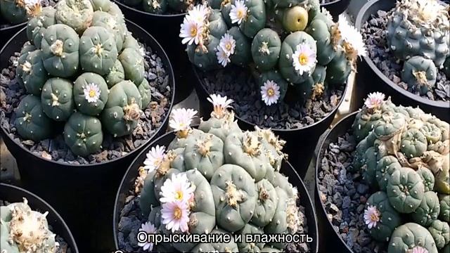 Кактус Lophophora Williamsii — посадка и уход дома смотреть онлайн